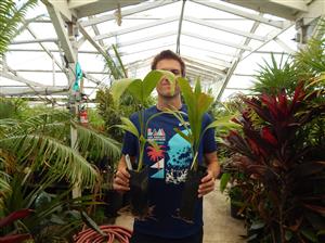 PALM SEEDLINGS FIVE DIFFERENT TYPES ONE SALE