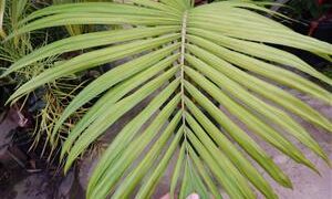 ARCHONTOPHOENIX BEATRICAE RARE VARIETY OF THE KING PALM