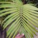 ARCHONTOPHOENIX BEATRICAE RARE VARIETY OF THE KING PALM