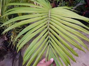 ARCHONTOPHOENIX BEATRICAE RARE VARIETY OF THE KING PALM