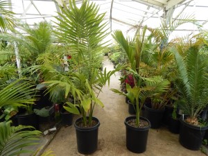 ARCHONTOPHOENIX MAXIMA LARGEST OF THE KING PALMS