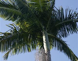 ARCHONTOPHOENIX “TERACARPA” THE BEST KING PALM EVER!