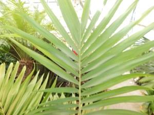 ARCHONTOPHOENIX MAXIMA LARGEST OF THE KING PALMS