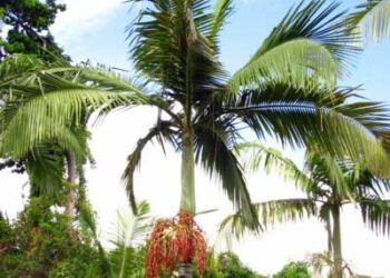 ARCHONTOPHOENIX TUCKERI RARE AUSTRALIAN TYPE OF KING PALM