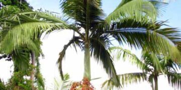 ARCHONTOPHOENIX TUCKERI RARE AUSTRALIAN TYPE OF KING PALM