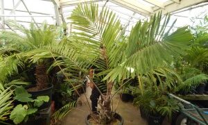 ARENGA MICRANTHA LARGE SUCKERING PINNATE PALM FROM INDIA THAT TOLERATES SIGNIFICANT COLD