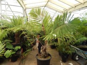 ARENGA MICRANTHA  LARGE SUCKERING PINNATE PALM FROM INDIA THAT TOLERATES SIGNIFICANT COLD