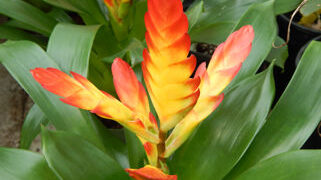 ASSORTED BROMELIADS NEW ONES ARRIVING ROUTINELY