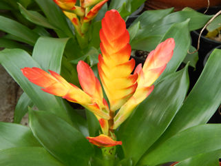 ASSORTED BROMELIADS NEW ONES ARRIVING ROUTINELY