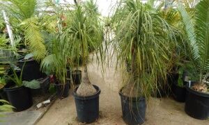 BEAUCARNIA RECURVATA THE PONYTAIL PALM – THE ELEPHANT FOOT PALM MEDIUM HEIGHT – SWOLLEN BASE