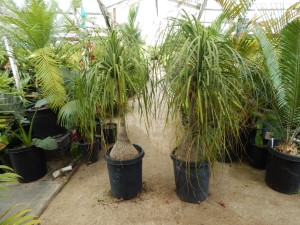 BEAUCARNIA RECURVATA THE PONYTAIL PALM – THE ELEPHANT FOOT PALM MEDIUM HEIGHT – SWOLLEN BASE