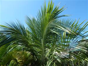 BECCARIOPHOENIX ALFREDII THE MADAGASCAR PLATEAU COCONUT PALM