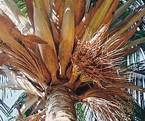 BECCARIOPHOENIX ALFREDII THE MADAGASCAR PLATEAU COCONUT PALM