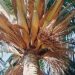 BECCARIOPHOENIX ALFREDII THE MADAGASCAR PLATEAU COCONUT PALM
