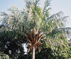 BECCARIOPHOENIX ALFREDII THE MADAGASCAR PLATEAU COCONUT PALM