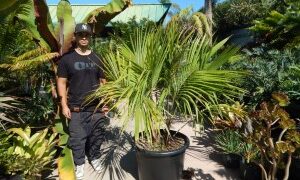 BECCARIOPHOENIX ALFREDII THE MADAGASCAR PLATEAU COCONUT PALM