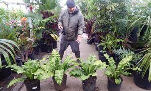 BIRDSNEST FERN – ASPLENIUM NIDUS EXOTIC UNDERSTORY FERN