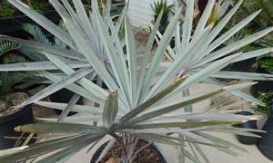 BISMARCKIA NOBILIS BLUE SINGLE TRUNK FAN PALM FROM MADAGASCAR