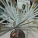 BISMARCKIA NOBILIS BLUE SINGLE TRUNK FAN PALM FROM MADAGASCAR