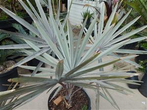 BISMARCKIA NOBILIS BLUE SINGLE TRUNK FAN PALM FROM MADAGASCAR
