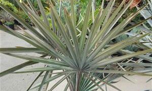 BISMARCKIA NOBILIS BLUE SINGLE TRUNK FAN PALM FROM MADAGASCAR