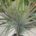 BISMARCKIA NOBILIS BLUE SINGLE TRUNK FAN PALM FROM MADAGASCAR