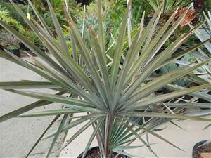 BISMARCKIA NOBILIS BLUE SINGLE TRUNK FAN PALM FROM MADAGASCAR