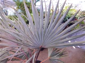 BISMARCKIA NOBILIS BLUE SINGLE TRUNK FAN PALM FROM MADAGASCAR
