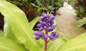 DICHORISANDRA THYRIFLORA THE BLUE GINGER – HARD TO FIND