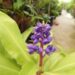 DICHORISANDRA THYRIFLORA THE BLUE GINGER – HARD TO FIND