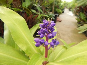 DICHORISANDRA THYRIFLORA THE BLUE GINGER – HARD TO FIND