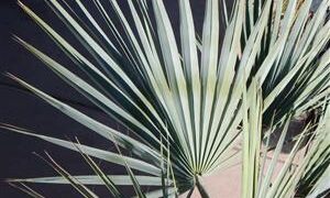 BRAHEA ARMATA THE MEXICAN BLUE FAN PALM BLUE HESPER PALM