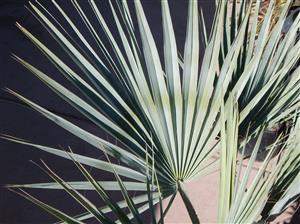 BRAHEA ARMATA THE MEXICAN BLUE FAN PALM BLUE HESPER PALM