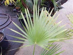 BRAHEA NITIDA FLAT GREEN LEAF – NATIVE TO MEXICO