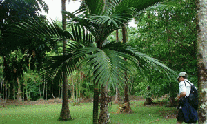 BURRETIOKENTIA HAPALA AN EXOTIC NEW CALEDONIAN PALM FOR SOUTHERN CALIFORNIA