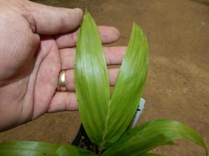 BURRETIOKENTIA HAPALA AN EXOTIC NEW CALEDONIAN PALM FOR SOUTHERN CALIFORNIA