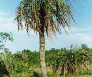 BUTIA PARAGUAYENSIS BLUE-GREEN BUTIA FROM SOUTH AMERICA
