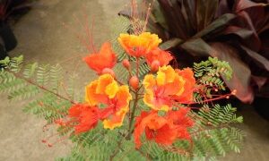 CAESLPIIVIA PULCHERRIMA PRIDE OF BARBADOS OR PEACOCK FLOWER