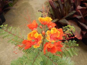 CAESLPIIVIA PULCHERRIMA PRIDE OF BARBADOS OR PEACOCK FLOWER