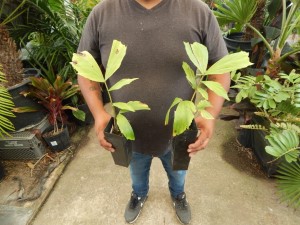 CARYOTA URENS THE GIANT MOUNTAIN FISHTAIL