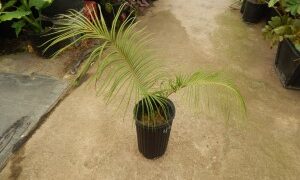 CERATOZAMIA KUESTERIANA X NORSTOGII CROSS BETWEEN TWO RARE SOUTHERN MEXICAN CYCADS