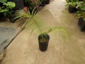 CERATOZAMIA KUESTERIANA X NORSTOGII CROSS BETWEEN TWO RARE SOUTHERN MEXICAN CYCADS