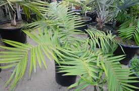 CERATOZAMIA MEXICANA