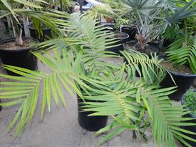 CERATOZAMIA MEXICANA