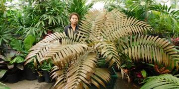 CERATOZAMIA LATIFOLLIA THE CHAMELEON OF CYCADS