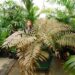 CERATOZAMIA LATIFOLLIA THE CHAMELEON OF CYCADS