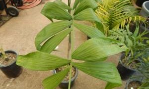 CHAMAEDOREA KLOTZSCHIANA RARE UNDERSTORY PALM – GROUPED LEAFLETS