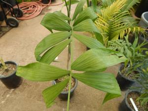 CHAMAEDOREA KLOTZSCHIANA RARE UNDERSTORY PALM – GROUPED LEAFLETS