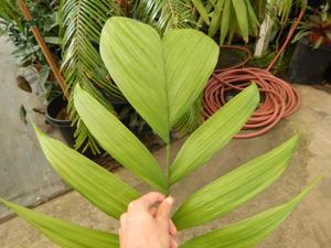 CHAMAEDOREA ARENBERGIANA SINGLE TRUNK UNDERSTORY PALM WITH WIDE LEAFLETS