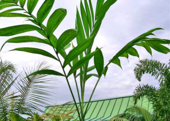 CHAMAEDOREA ARENBERGIANA SINGLE TRUNK UNDERSTORY PALM WITH WIDE LEAFLETS